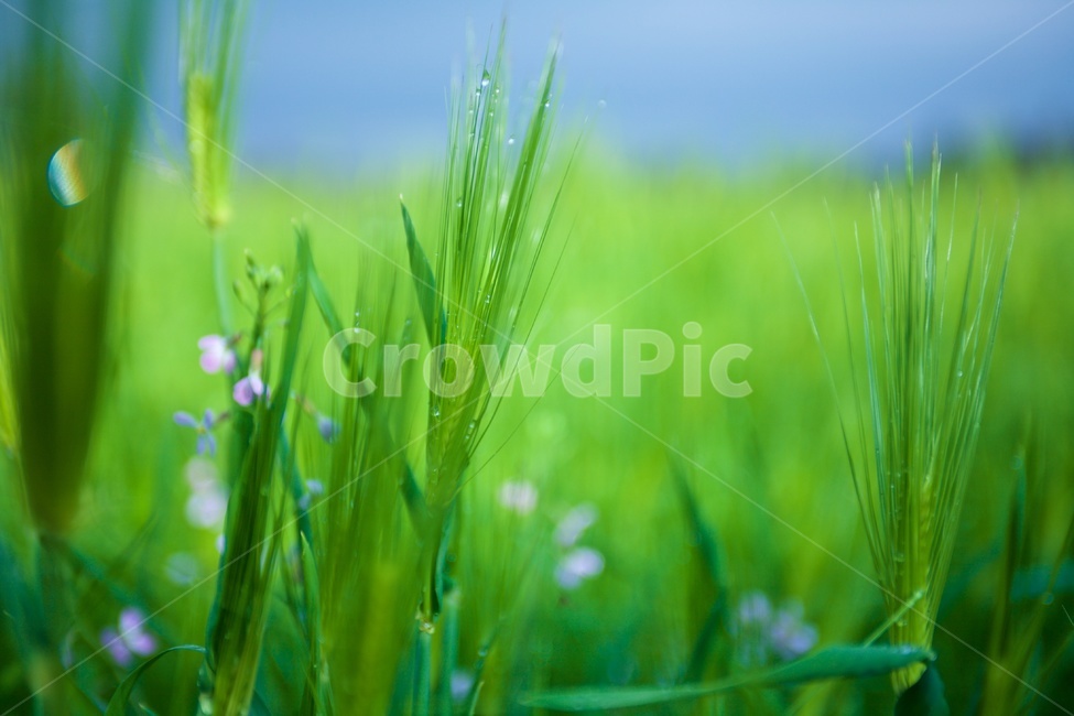 청보리,심도촬영,초록색,들판,green,pinout,식물,자연,plants,nature