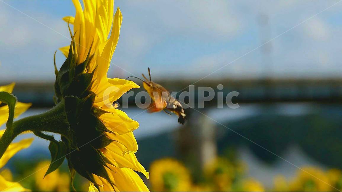 꽃,flower,sunflower,해바라기,봄,spring,식물,자연,plants,nature,꽃,flower,동물,animal,곤충,벌레,insect,bug