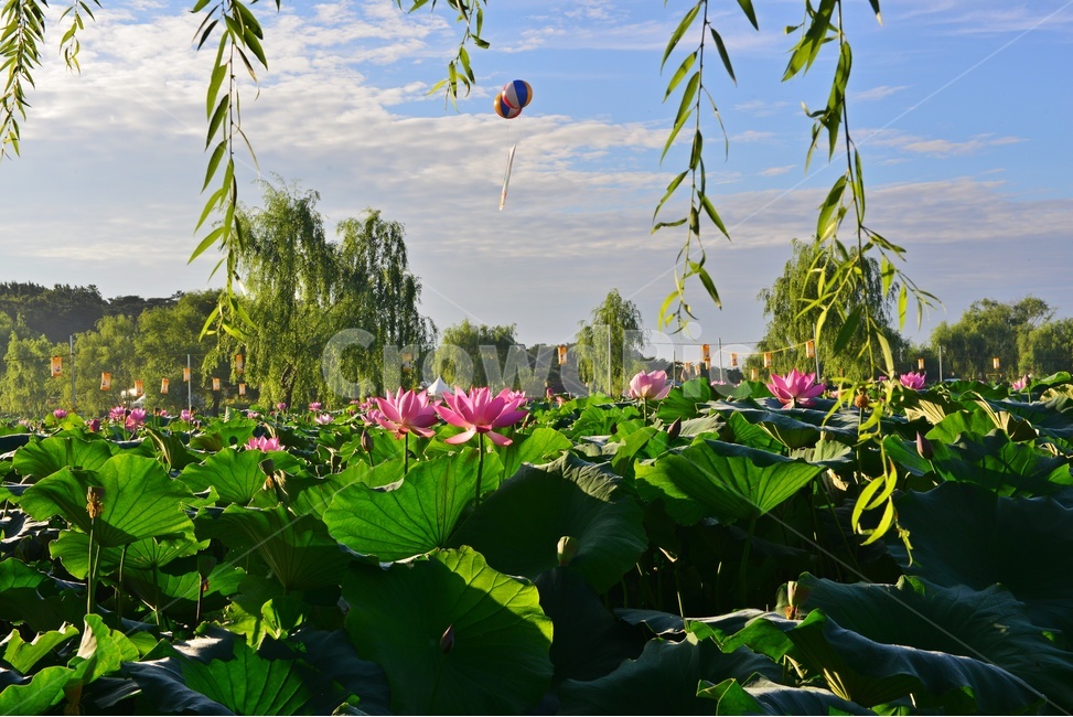 plant,식물,flower,blossom,꽃,충남,부여,궁남지,water,물,outdoors,옥외,nature,자연,하늘,구름,연꽃,홍연