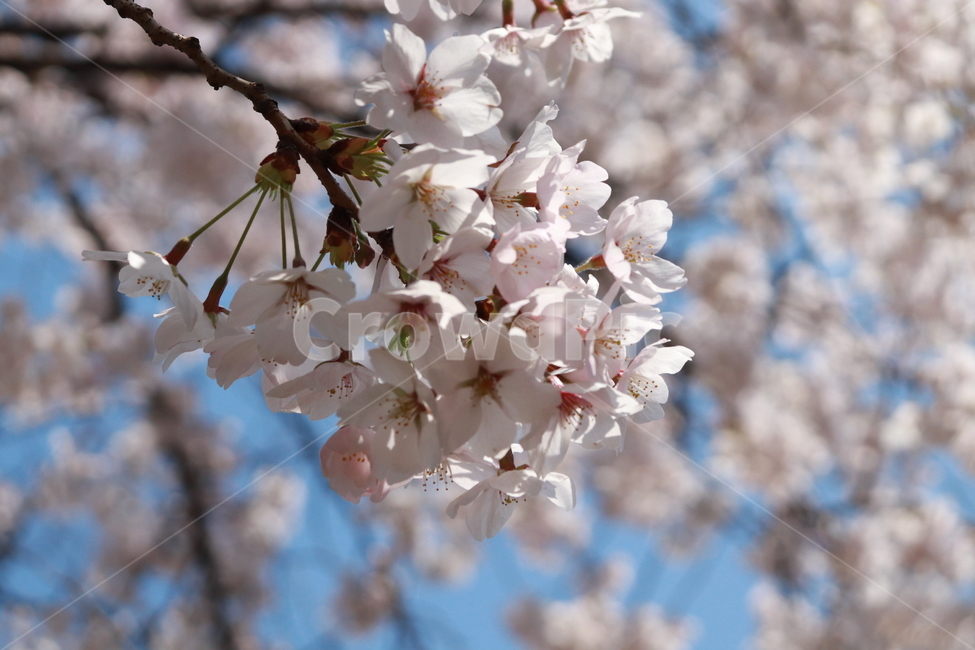 꽃,벚꽃,봄,하늘,자연,봄,계절,spring,season,식물,자연,plants,nature,꽃,flower,plant,blossom