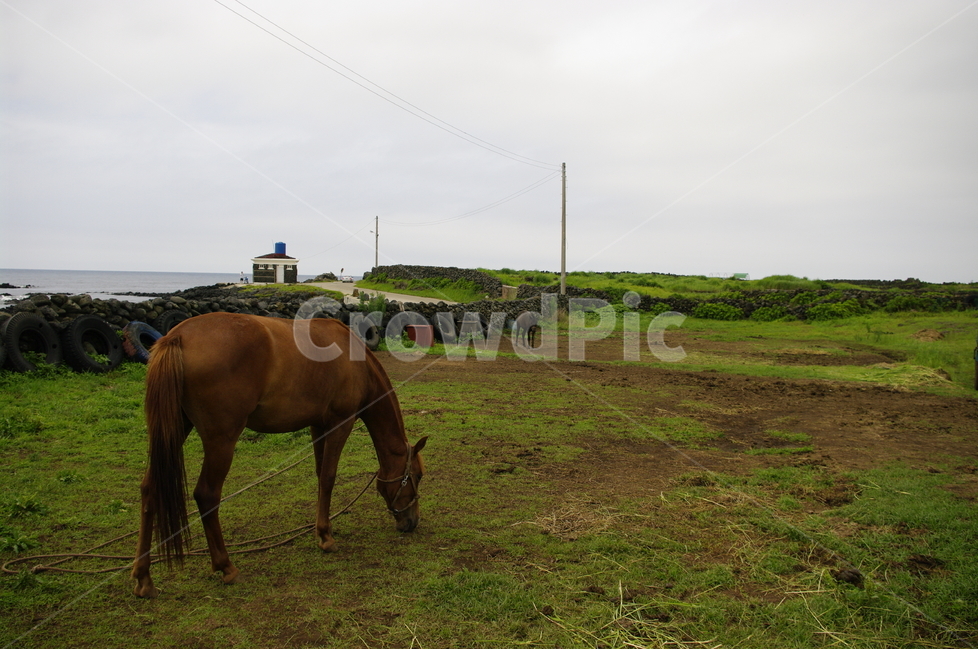 말,제주,동물,animal,포유류,자연,풍경,nature,landscape,한국자연풍경,한국자연경관,korea nature landscape,제주도,jeju,jeju island,동물,animal,포유류,mammal,산업,industry,industrial,목축업,목장,livestock farming,ranching,pasture,outdoors,옥외,grassland,목초지,field,들,horse,rural,농촌,farm,농장