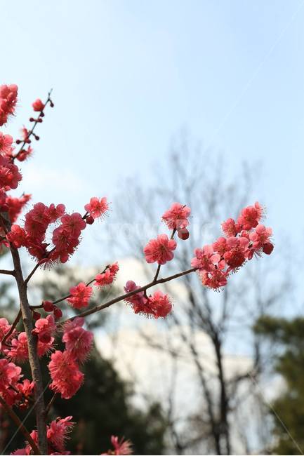 동백꽃,꽃,봄,하늘,나무,봉은사,절,봄,계절,spring,season,식물,자연,plants,nature,꽃,flower,plant,blossom