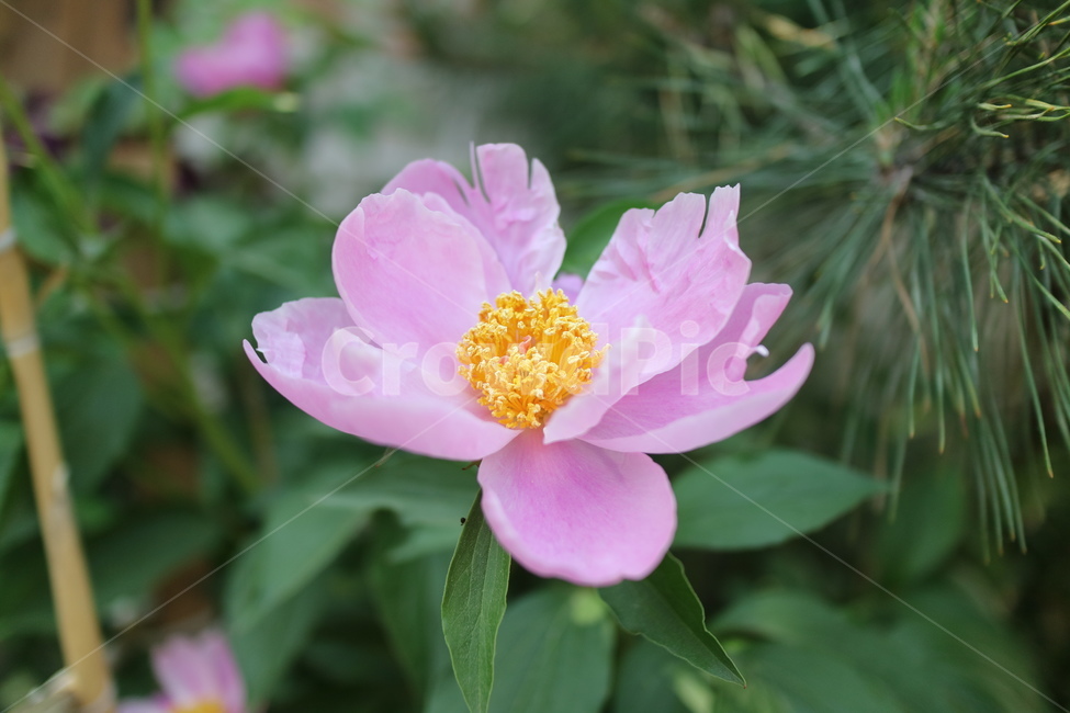 연꽃,꽃,식물,plant,봄,풀,꽃잎,식물,자연,plants,nature,꽃,flower