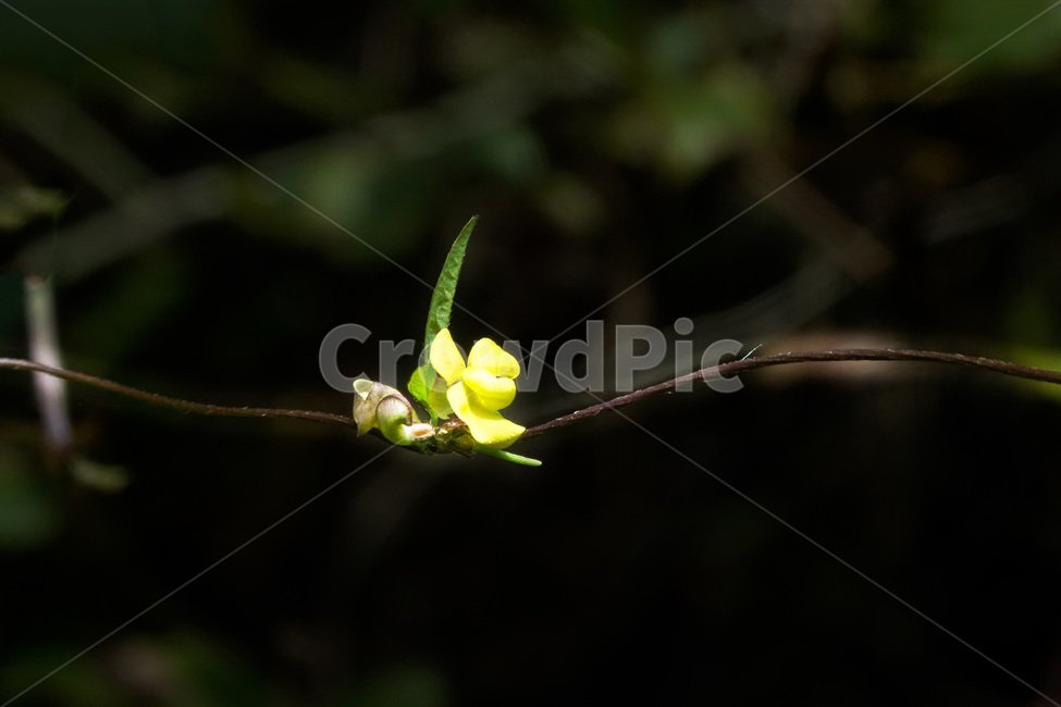 식물,꽃,자연,야생화,새팥나무,나무,식물,자연,plants,nature,꽃,flower