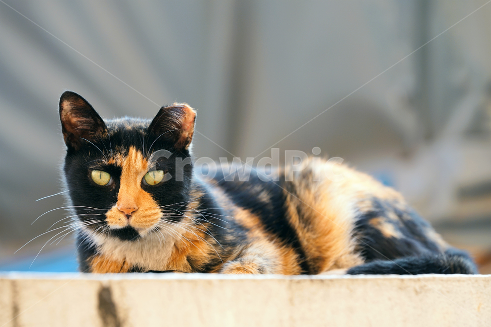 고양이,길냥이,얼룩이,삼백이,관찰,구경,휴식,길고양이,야옹이,냐옹이,유기묘,반려묘,애완동물,반려동물,야생동물,떠돌이,캣,펫,동물,animal,포유류,mammal,고양이,cat,kitten,kitty