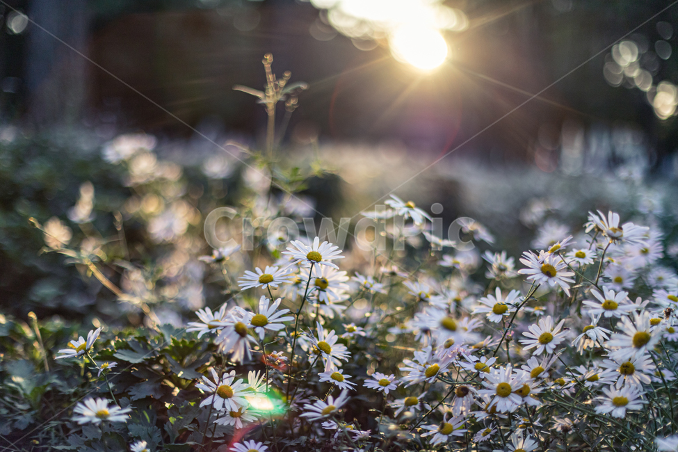 plant,식물,flower,구절초,꽃,식물,자연,plants,nature,꽃,flower