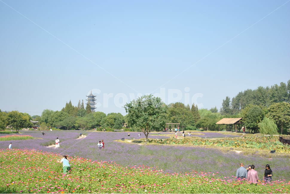 중국우전,꽃,중국공원,china,flower,꽃공원,park,chinapark