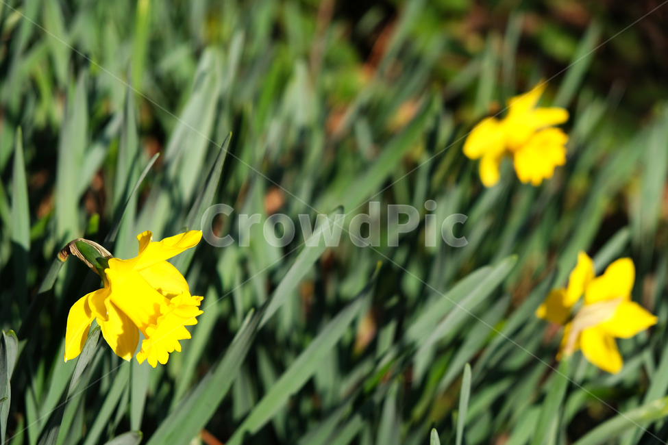 natural,yellowflower,spring flowers,spring,beautiful,blooming,wildflowers,plant,greenleavesbackground,season,garden,wild flowers,flower background,colorful