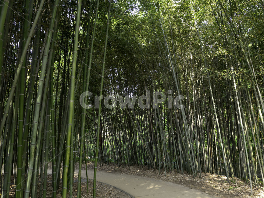 대구수목원,수목원,botanicalgarden,대나무,대나무숲,대나무숲길,자연,nature,bamboo,자연,풍경,nature,landscape,plant,식물