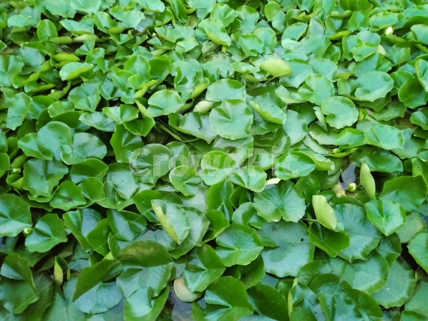 연꽃,연실,수생식물,indianlotus,다년생초본,수련과,쌍떡잎식물