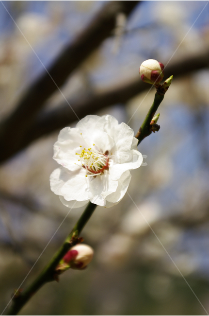 매화,매화나무,꽃,식물,봄,flower,spring,봄,계절,spring,season,식물,자연,plants,nature,꽃,flower,plant