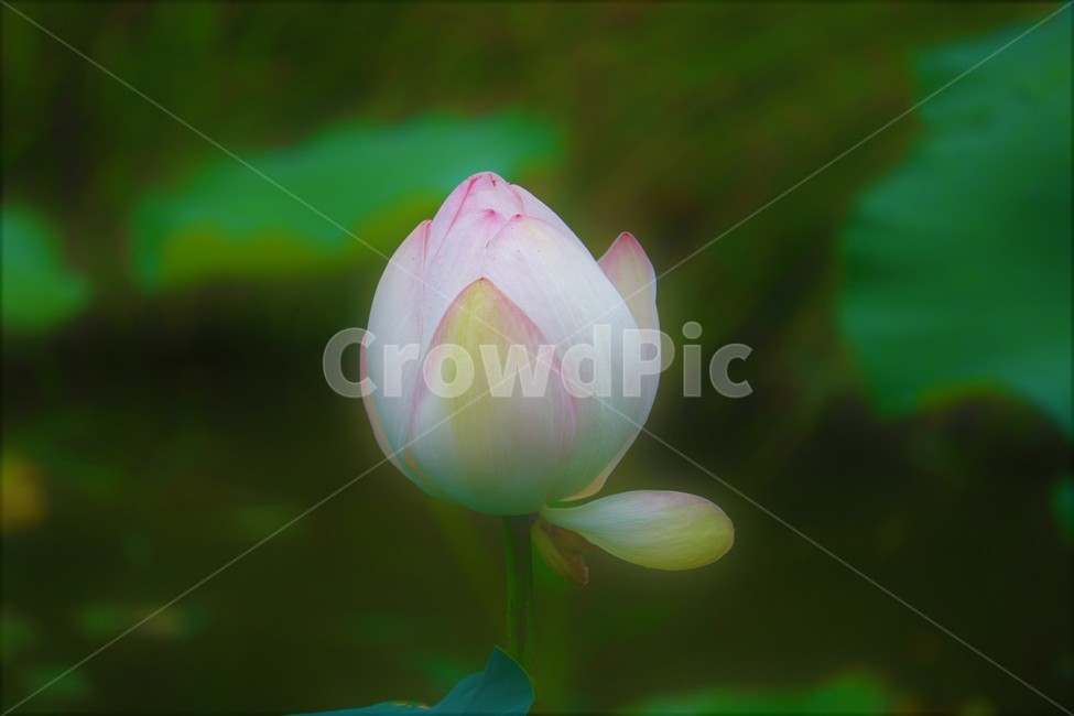 식물,꽃,flower,연꽃,꽃봉오리,식물,자연,plants,nature,꽃,flower
