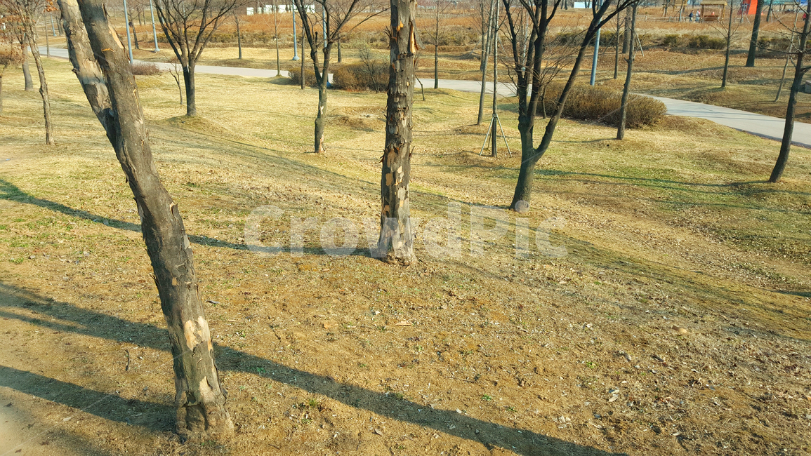 공원,나무,겨울,잔디,식물,여러가지,한국,사계절,앙상한,마른,park,trees,winter,grass,plants,various,korea,fourseasons,식물,자연,plants,nature,나무,trees,wood