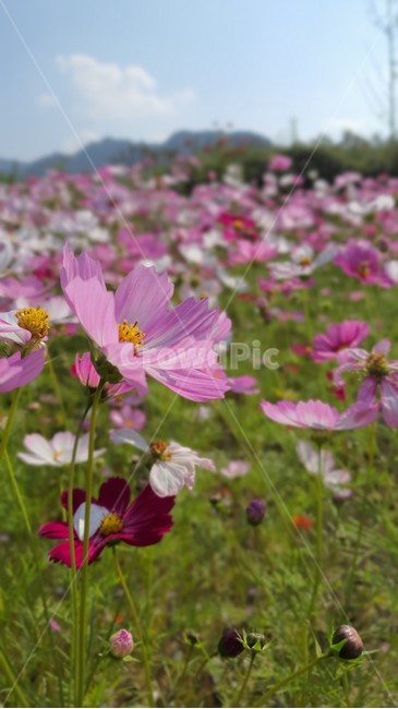 코스모스,geranium,제라늄,blossom,꽃,plant,식물,flower,petal,꽃잎,pollen,가을,식물,자연,plants,nature,꽃,flower