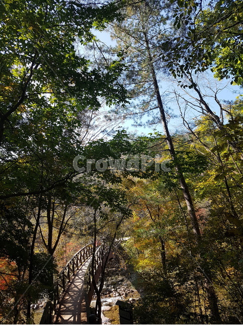 자연,가을,fall,나무,tree,plant,식물,초목,자연,풍경,nature,landscape,vegetation
