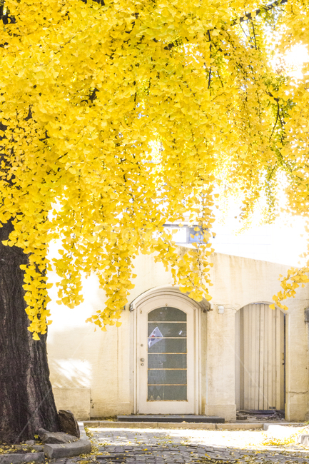 은행나무,은행잎,가을,자연,autumn,fall,ginkgo,yellow,은행,가을,계절,fall,autumn,season