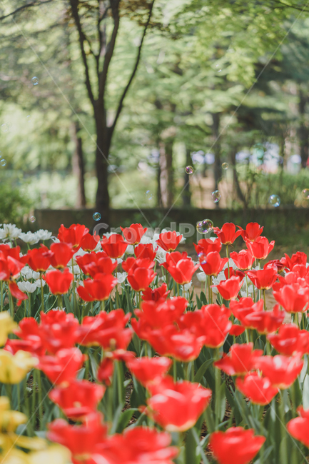 자연,꽃,tulip,튤립,튤립꽃,식물,자연,plants,nature,꽃,flower