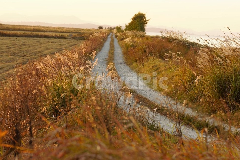 가을,억새,식물,자연,일몰,석양,감성,서정,fall,바람,풍경,nature,autumn,태양,계절,season,길,가을,계절,fall,autumn,season,자연,풍경,nature,landscape,ditch,도랑