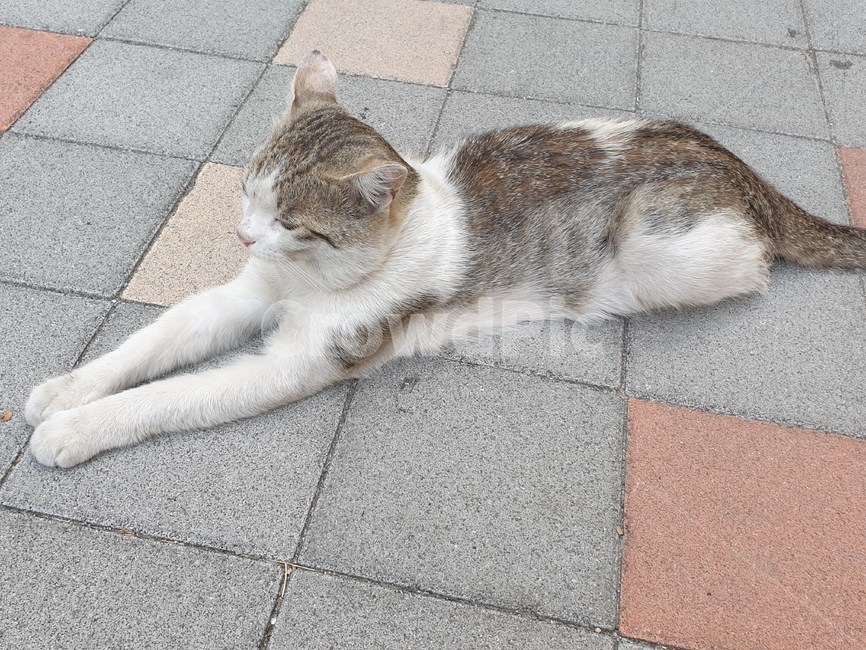 길양이,길냥이,고양이,cat,load,길고양이,동물,animal,포유류,mammal,고양이,cat,kitten,kitty