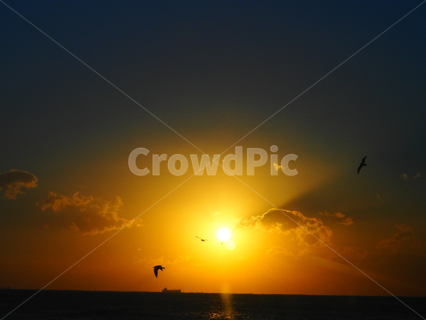 일출,태양,불타오르는,멋진,아름다움,바다,자연,풍경,nature,landscape,flare,플레어,light,빛,sunlight,햇빛,animal,동물,bird,새