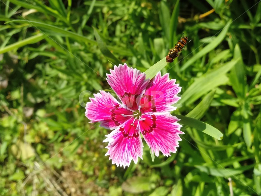 꽃,식물,flower,plant,꽃잎,패랭이꽃,석죽화,말벌,식물,자연,plants,nature,꽃,flower