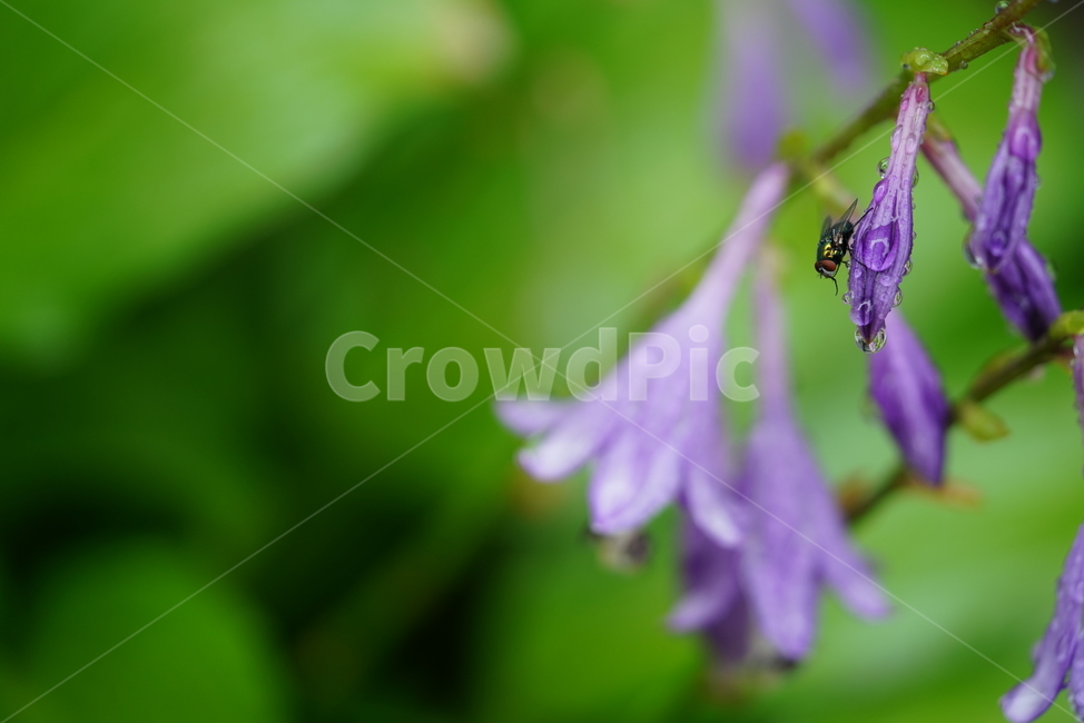 꽃,플라워,생물,flower,자연,보랏빛,식물,plant,곤충,파리,벌레,식물,자연,plants,nature,꽃,flower,동물,animal,곤충,벌레,insect,bug