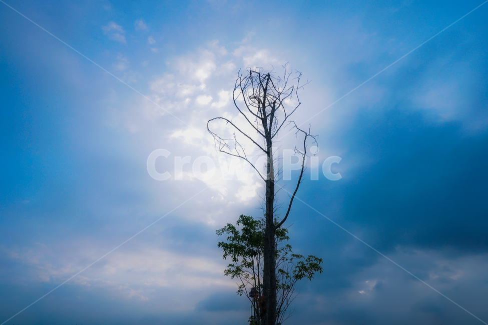 나무,자연,구름,하늘,풍경,식물,자연,plants,nature,나무,trees,wood