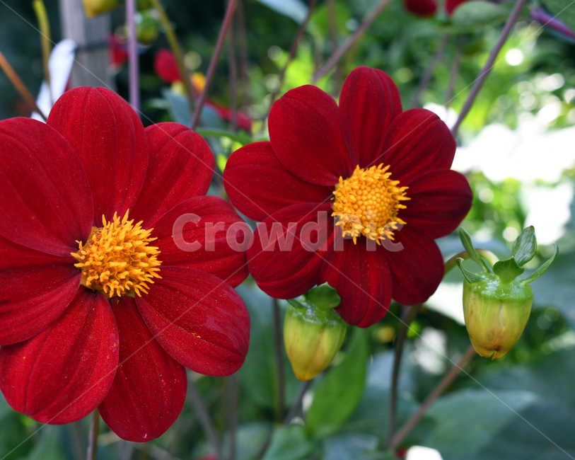 꽃,여름,빨강색,화사함,red,yellow,노란색,꽃봉오리,피사체,식물,자연,plants,nature,꽃,flower