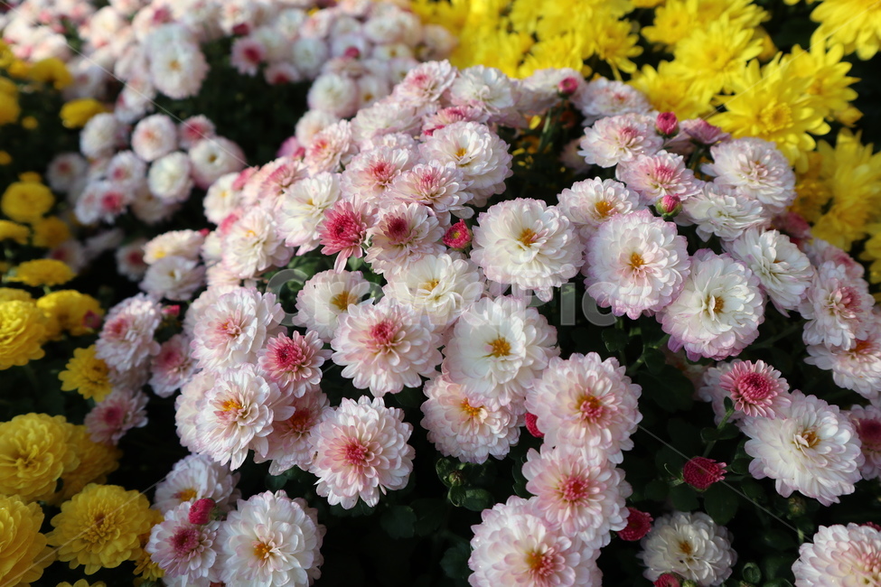 식물,flower,꽃,plant,blossom,흰색꽃,국화,핑크꽃,white,접사,이쁜꽃,식물,자연,plants,nature,꽃,flower