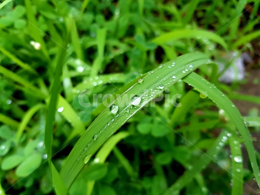 풀,자연,식물,경치,풀잎,봄,식물,자연,plants,nature