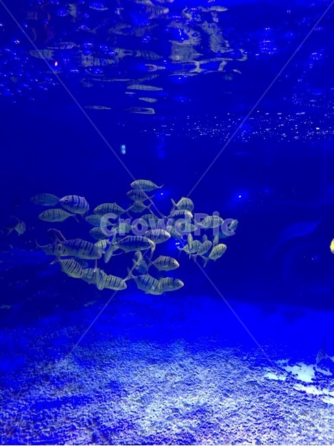 물고기,물고기떼,열대어,어류,fish,아쿠아리움,어항