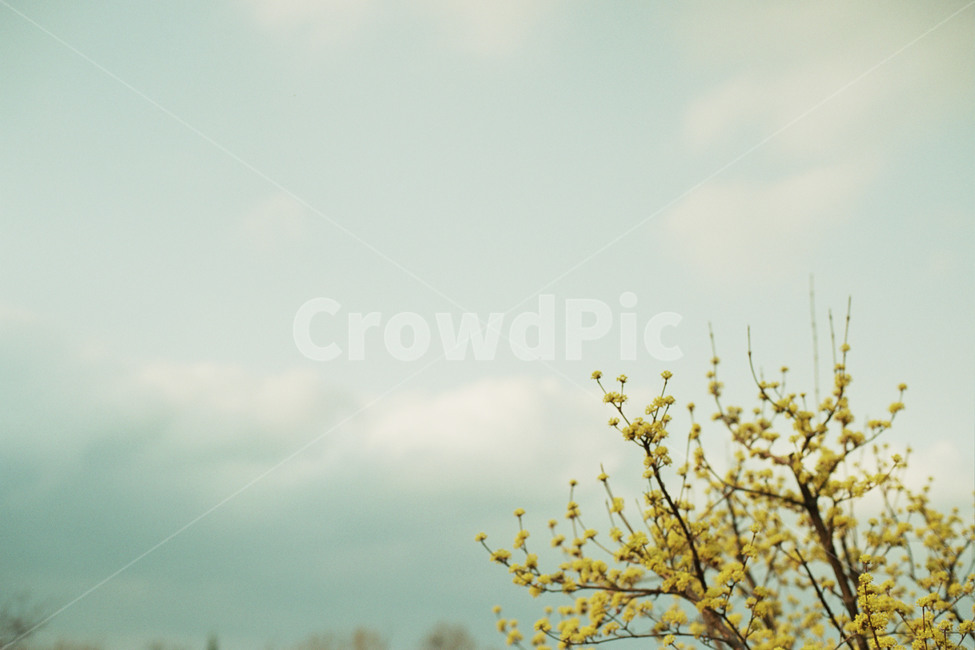 하늘,나무,구름,노란꽃,꽃나무,감성사진,봄,계절,spring,season,식물,자연,plants,nature,꽃,flower,감성,sensible,feeling