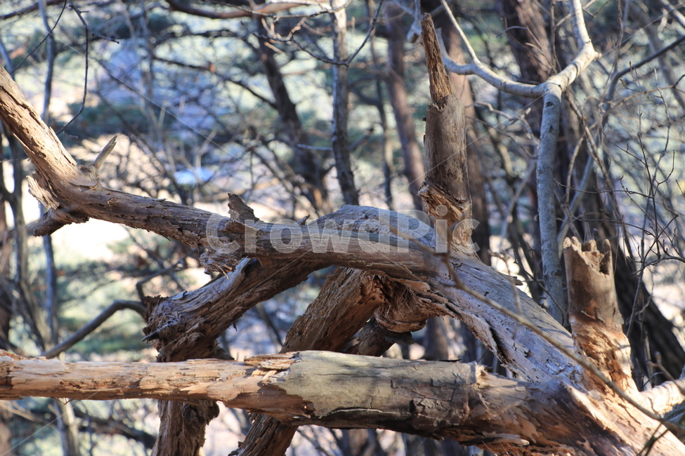 고목,나무,겨울,산,tree,식물,자연,plants,nature,나무,trees,wood