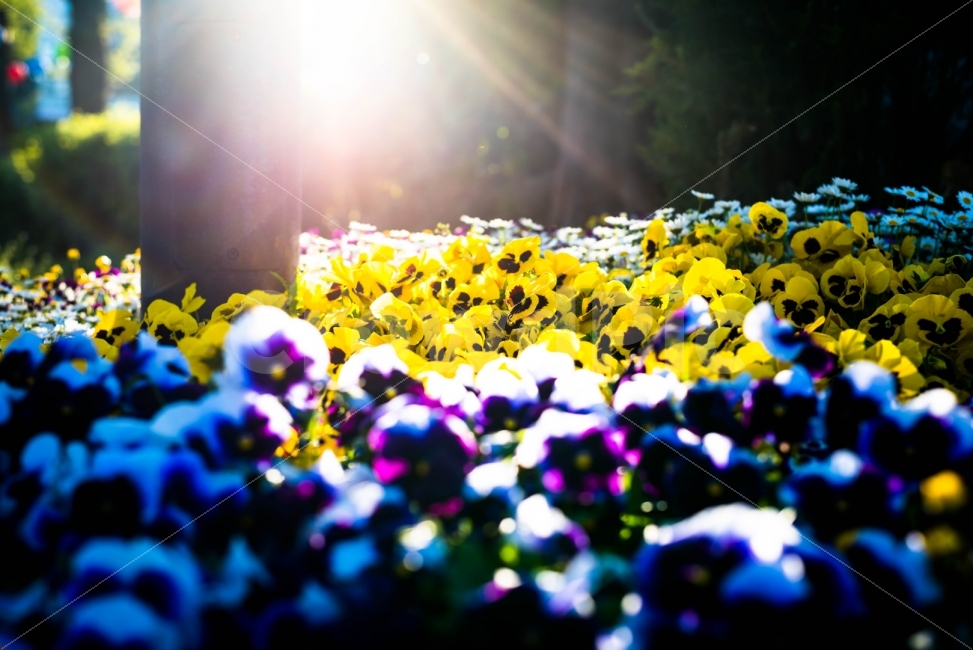 Boramae Park,light,backlight,Emotion,flower