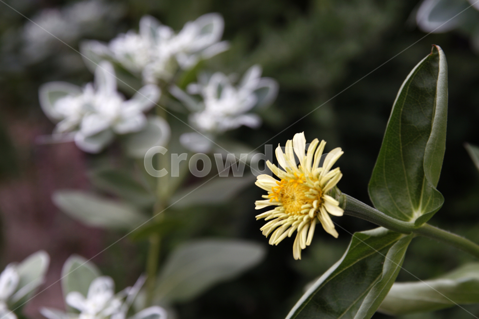 노란,꽃,봄,개화,봄꽃,식물,자연,plants,nature,꽃,flower