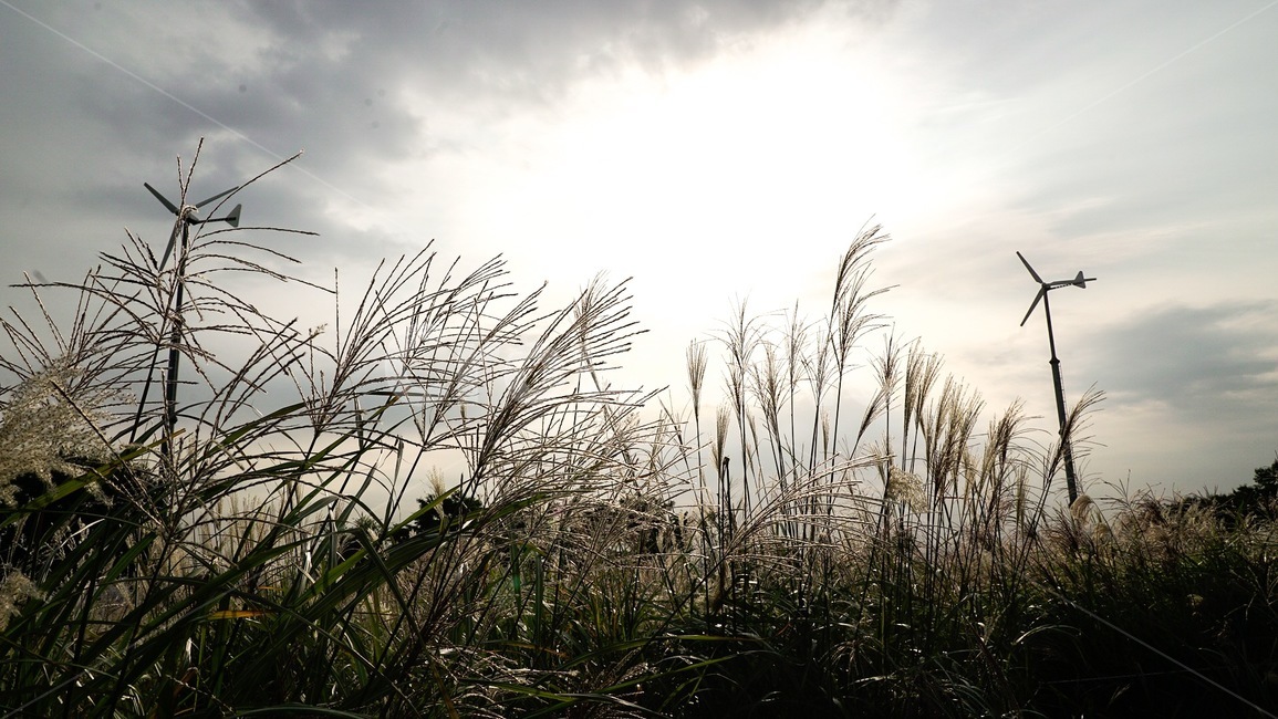 하늘공원,갈대,억새,가을,풍경,하늘,가을하늘,가을,계절,fall,autumn,season,grass,잔디,plant,식물,lawn,reed