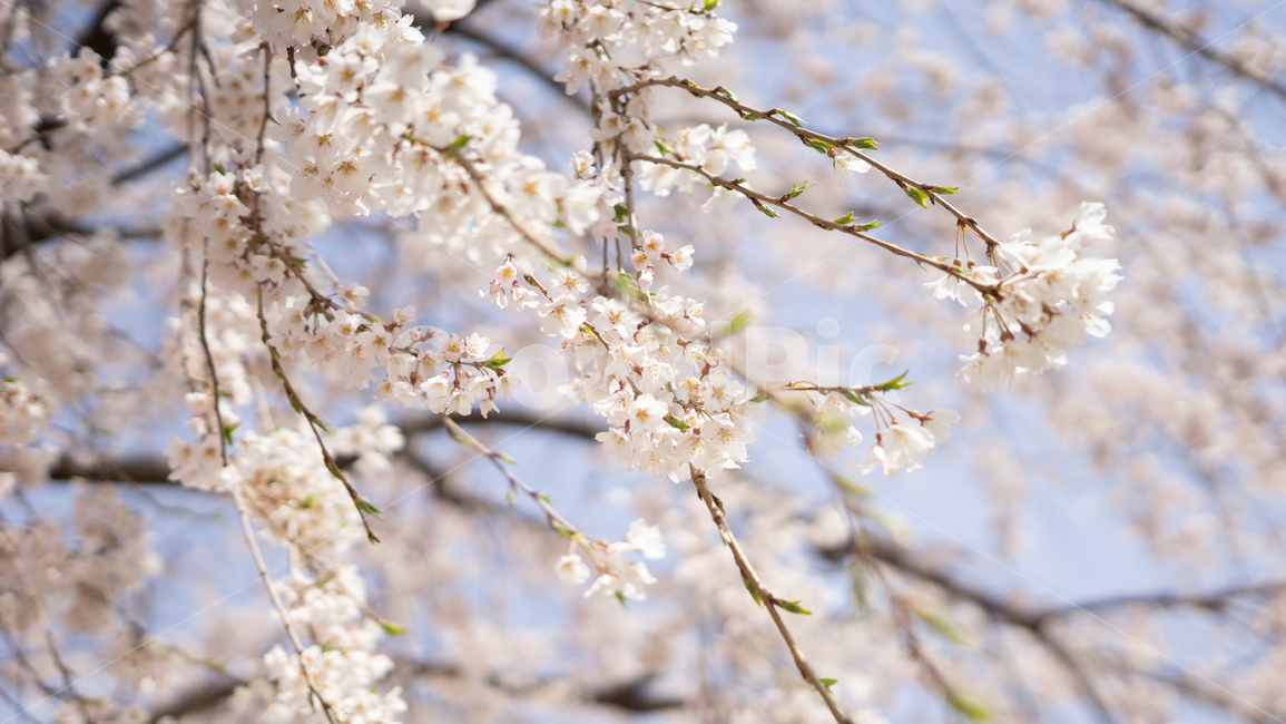 봄,벚꽃,하늘,분홍,cherryblossom,봄,계절,spring,season,plant,식물,flower,꽃,blossom