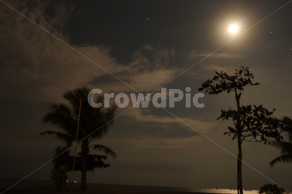 야자수,밤,달,별,구름,palmtree,night,stars,moon,해변,바다,beach,sea