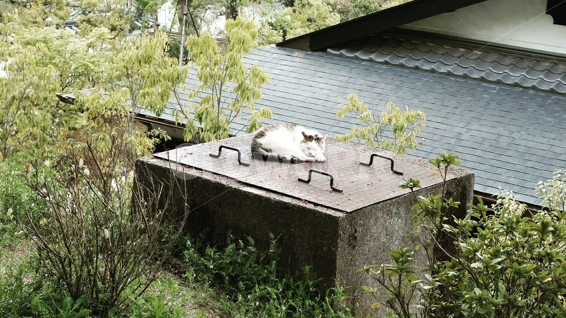 교토,고양이,잠,여유,산책