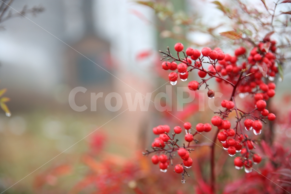 아침,풍경,비,가을,식물,식물,자연,plants,nature,비,비오는날,rain,rainy