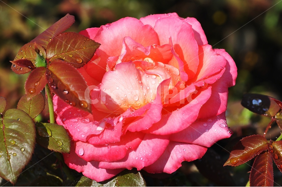 장미,꽃,꽃사진,rose,flower,정열,식물,자연,plants,nature,꽃,flower