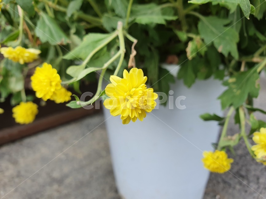 plant,식물,국화,노란색,flower,화분,식물,자연,plants,nature,꽃,flower