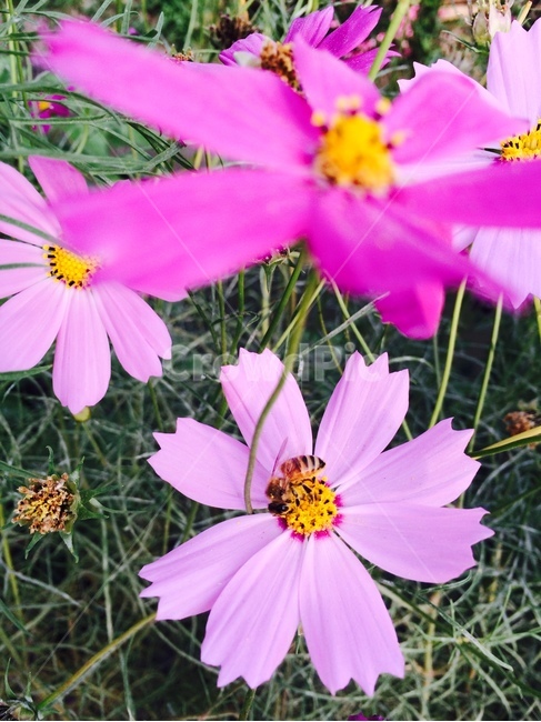 plant,식물,pollen,화분,가을,꽃,벌,bee,코스모스,식물,자연,plants,nature,꽃,flower,곤충,벌레,insect,bug