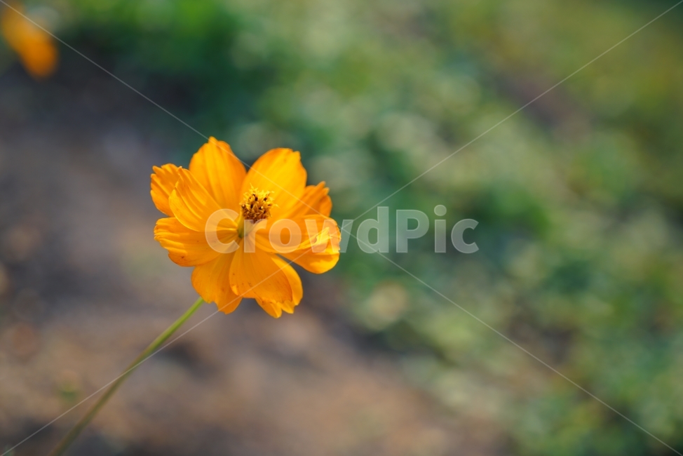 꽃,접사,식물,사진,flower,노란색,주황색,식물,자연,plants,nature,꽃,flower