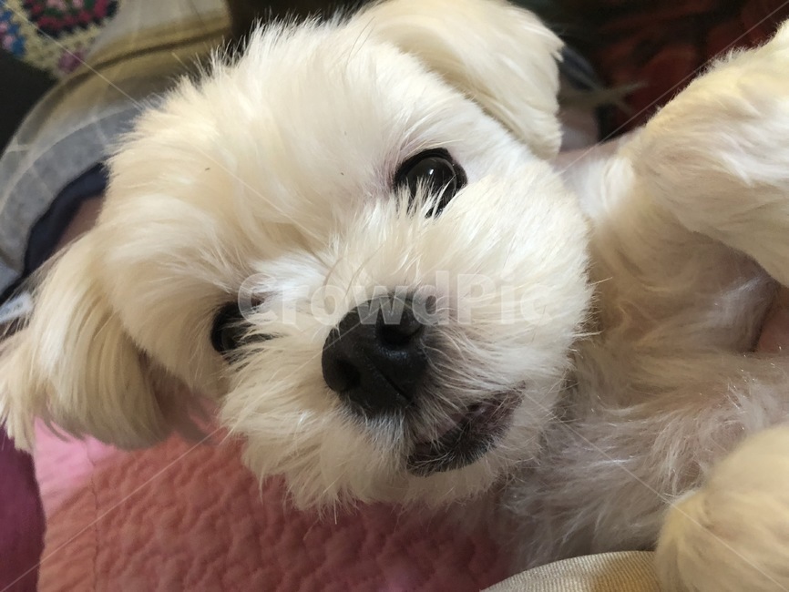 강아지,말티즈,흰색강아지,강아지셀카,동물,애완견,애완동물,반려동물,반려견