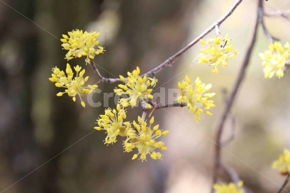 산수유,꽃,층층나무,식물,구례산수유축제,봄,계절,spring,season,식물,자연,plants,nature,꽃,flower,plant