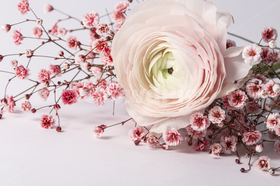 꽃다발,꽃,꽃송이,핑크,핑크꽃,꽃잎,라넌큘러스,안개꽃,배경화면,꽃,flower
