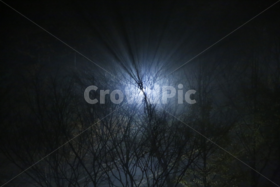 나무,밤,빛,안개,몽환,야경,밤,풍경,nightscape,night,landscape,식물,자연,plants,nature,나무,trees,wood,outdoors,옥외