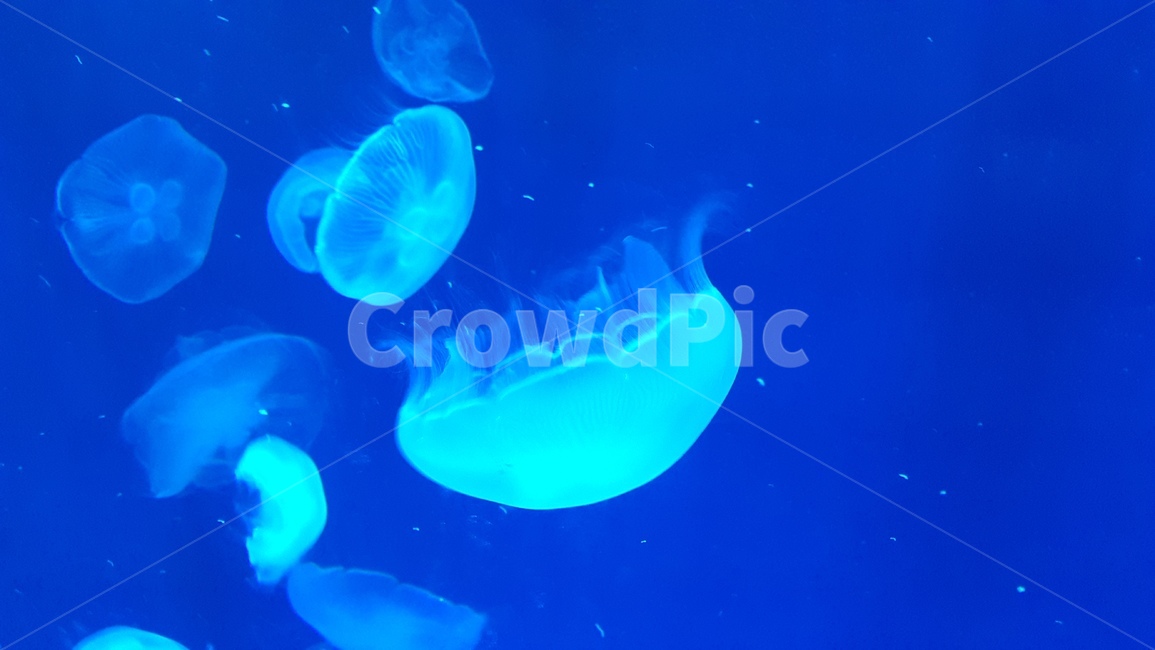 해파리,수족관,여러마리,물속,해조류,작은,조명,파랑색,투명한,헤어치다,여유로운,아름다움,내추럴,jellyfish,aquarium,several,underwater,seaweed,small,light,blue,transparent,break,relaxed,beauty,동물,animal