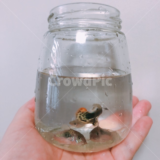 열대어,물고기,코리,구피,민물고기